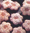 Zandkoekjes met kokosnoot