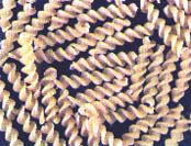 Fusilli met zalm