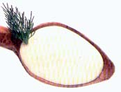 Gewelde boter